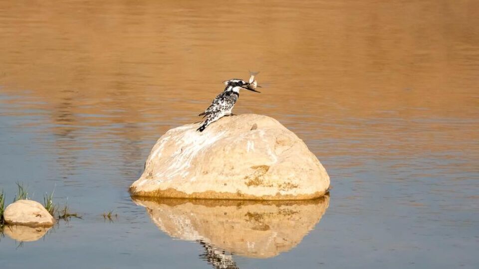 İlk kez Adıyaman'da görüntülendi