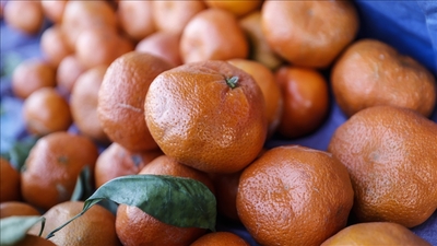 Mandalina ihracatında rekor