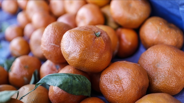 Mandalina ihracatında rekor