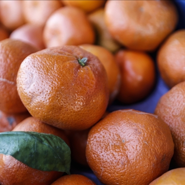 Mandalina ihracatında rekor