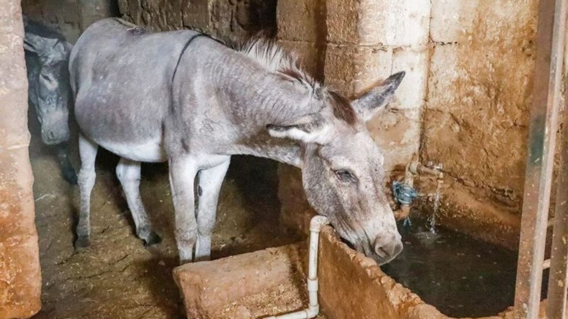 Kadrolu eşekler emekli olacak | Son dakika haberleri