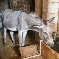 Kadrolu eşekler emekli olacak