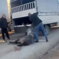 Atı asfaltta sürükledi!