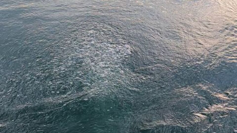 Sapanca Gölü'nde dikkat çeken görüntü