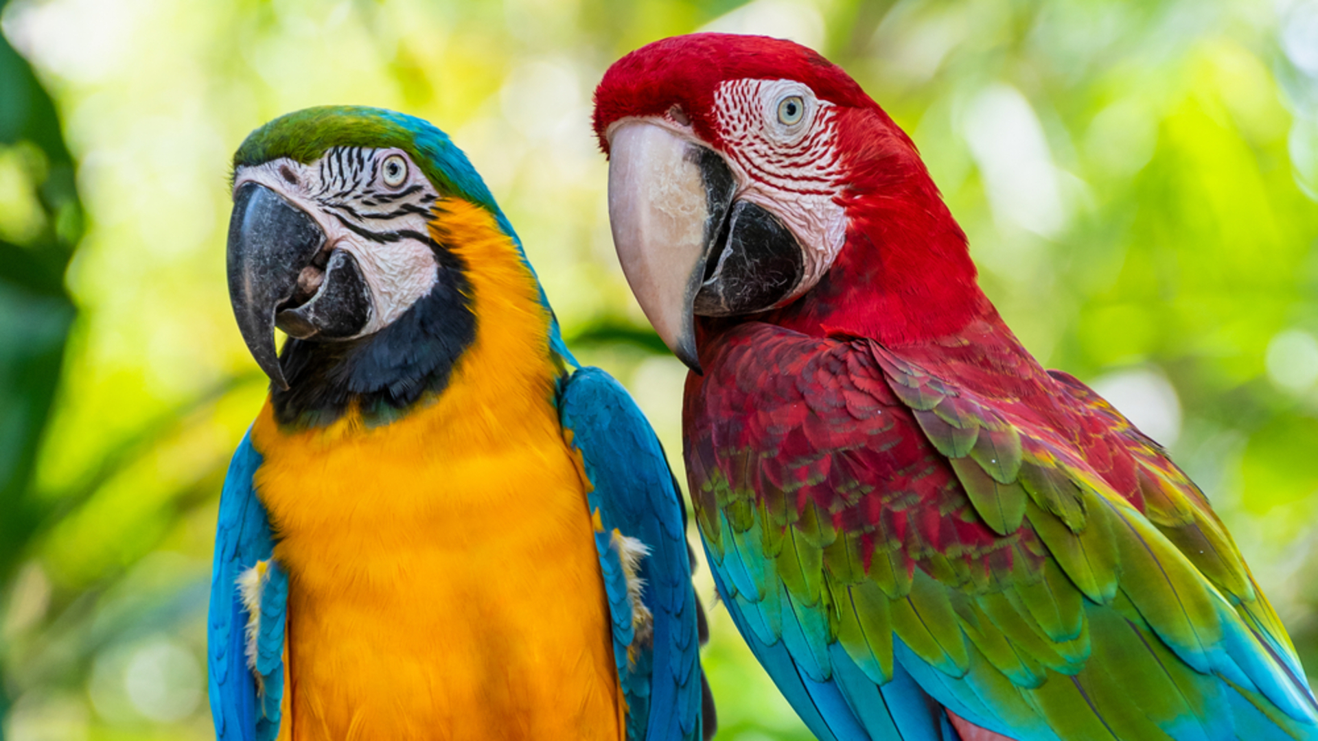 İnsan dilini çözen kuşlar: Papağanlar neden bu kadar iyi taklitçi?