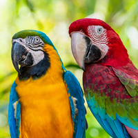 Papağanlar insanlar gibi konuşmayı nasıl başarıyor?