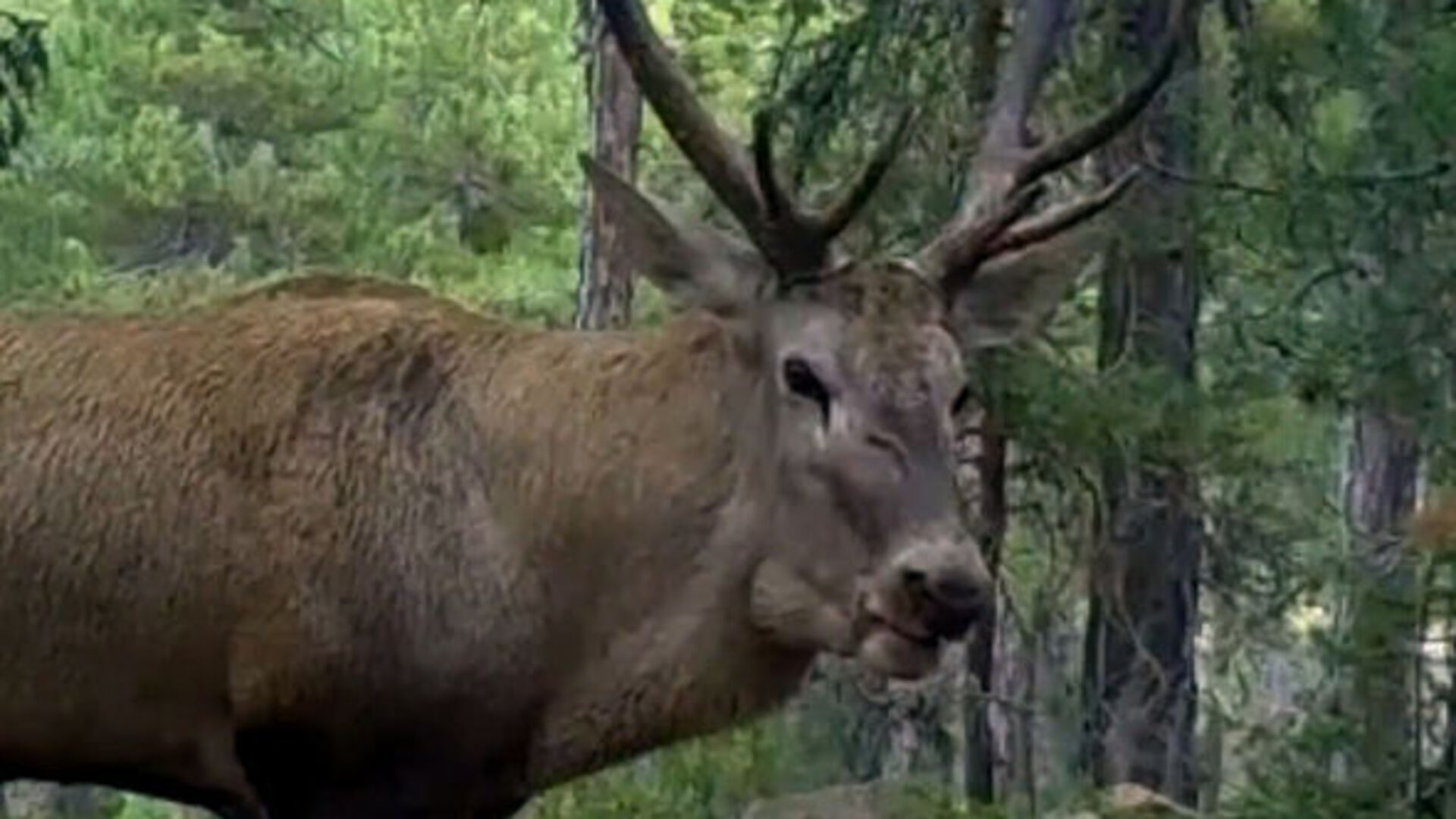 DKMP'den 'kızıl geyik' paylaşımı: Unutulmaz bir bakış attı
