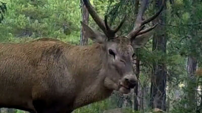DKMP'den 'kızıl geyik' paylaşımı: Unutulmaz bir bakış attı