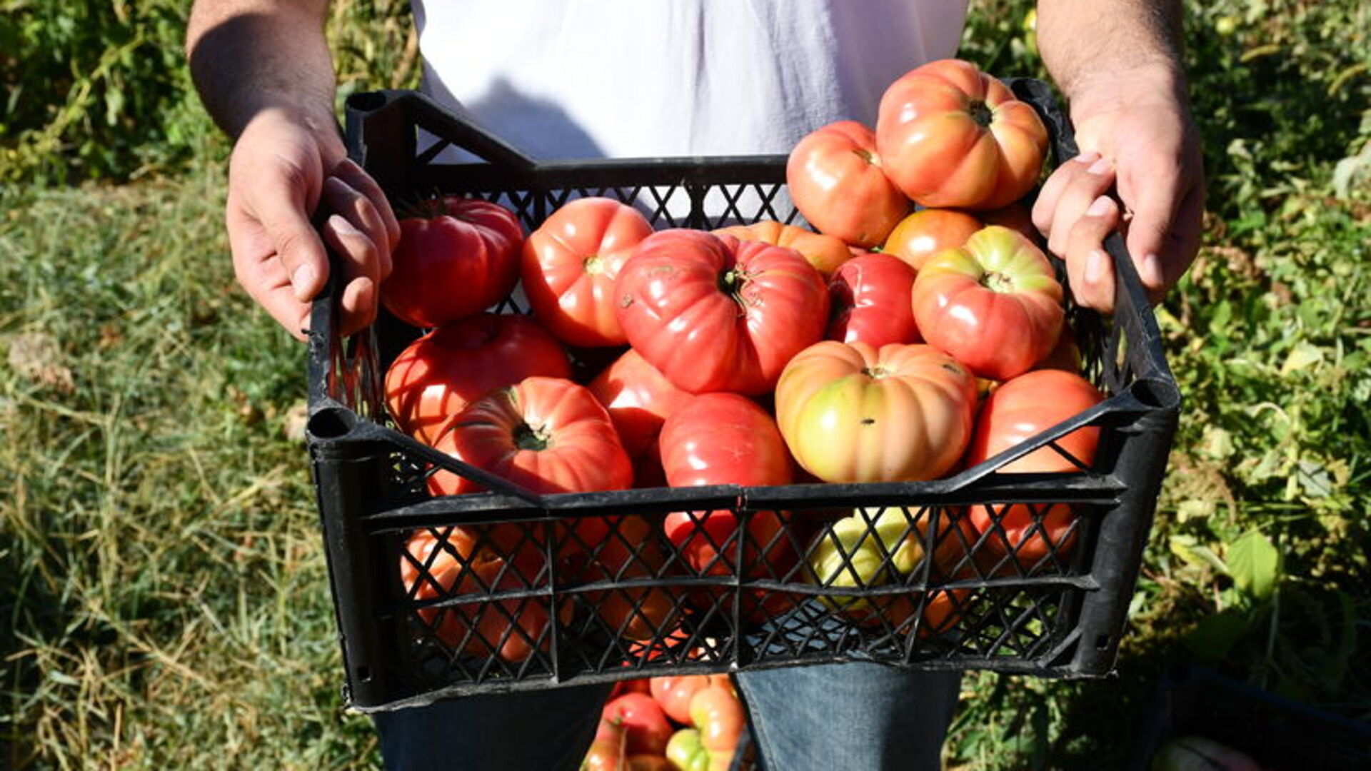 Zirai ilaçlar reçete ile satılacak: O düzenlemenin detaylarına Habertürk ulaştı | Son dakika haberleri