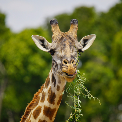 Zürafaların sır dolu dünyası