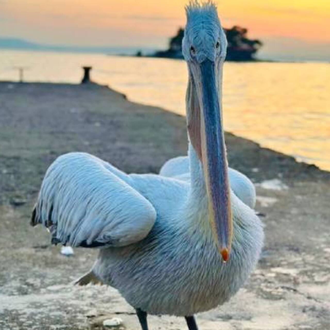 Sahile çıkan pelikanı, balıkla beslediler
