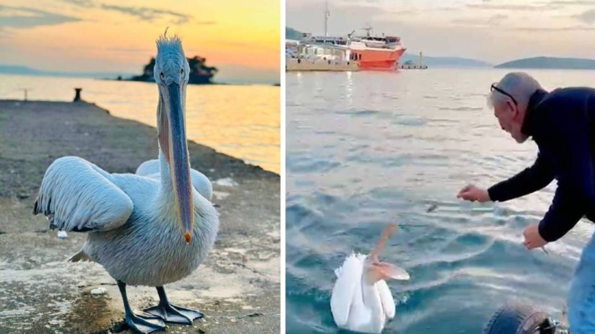 Sahile çıkan pelikanı, balıkla beslediler