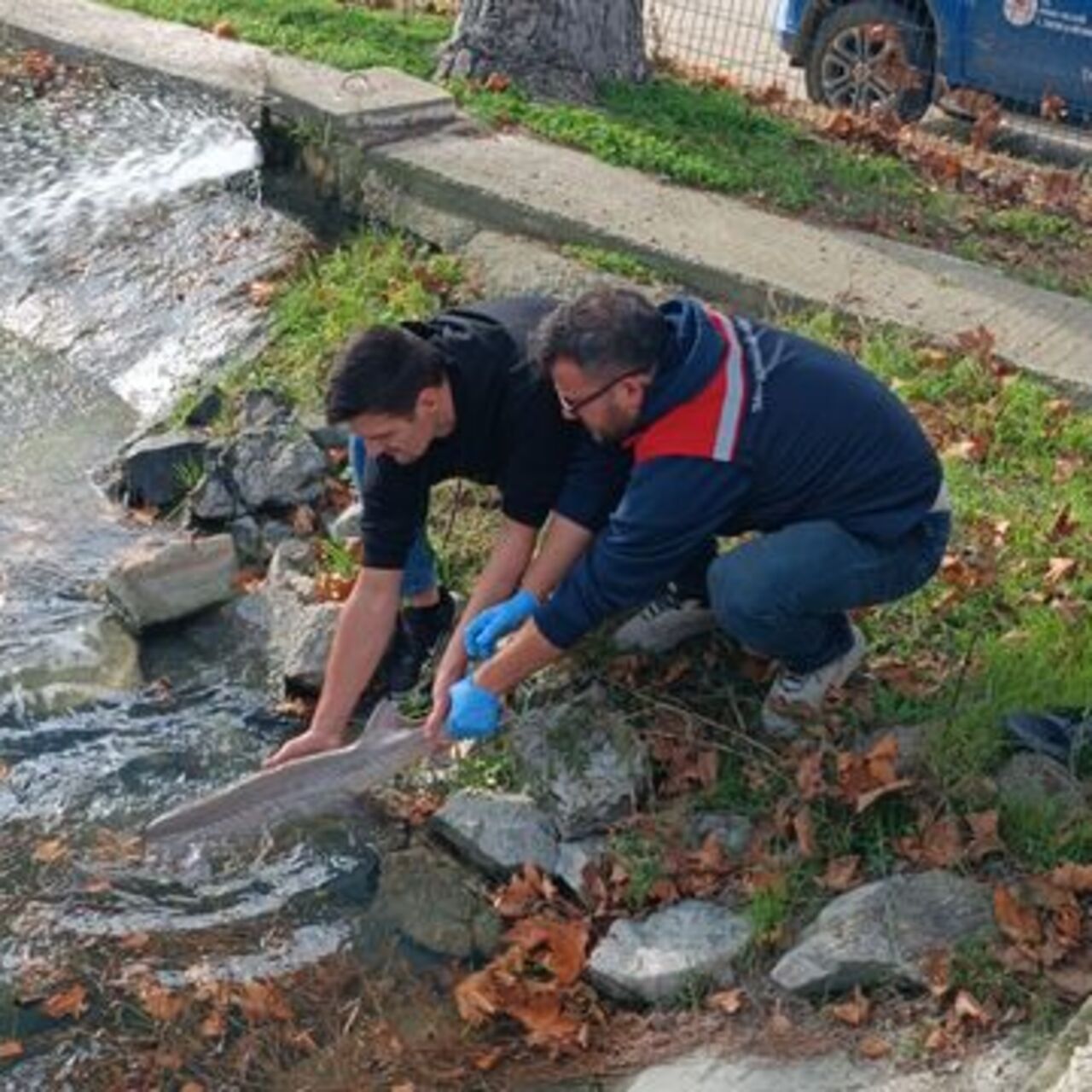 Balıkçının ağına takıldı, korumaya alındı
