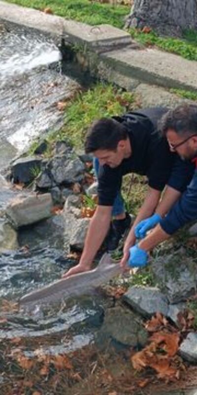 Balıkçının ağına takıldı, korumaya alındı