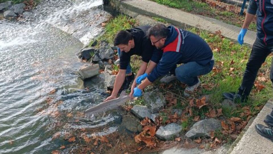 Balıkçının ağına takıldı, korumaya alındı