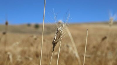 Emtia piyasaları bu hafta dalgalandı