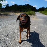 Sokak köpeklerini beslemek yasaklandı