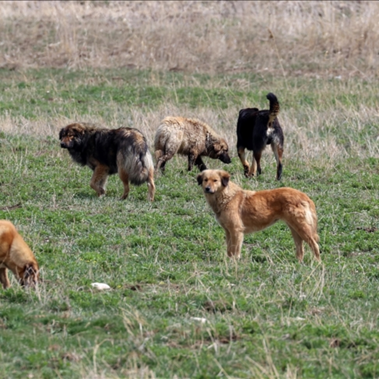 İstanbul'da sokak köpeği besleme yasağı!