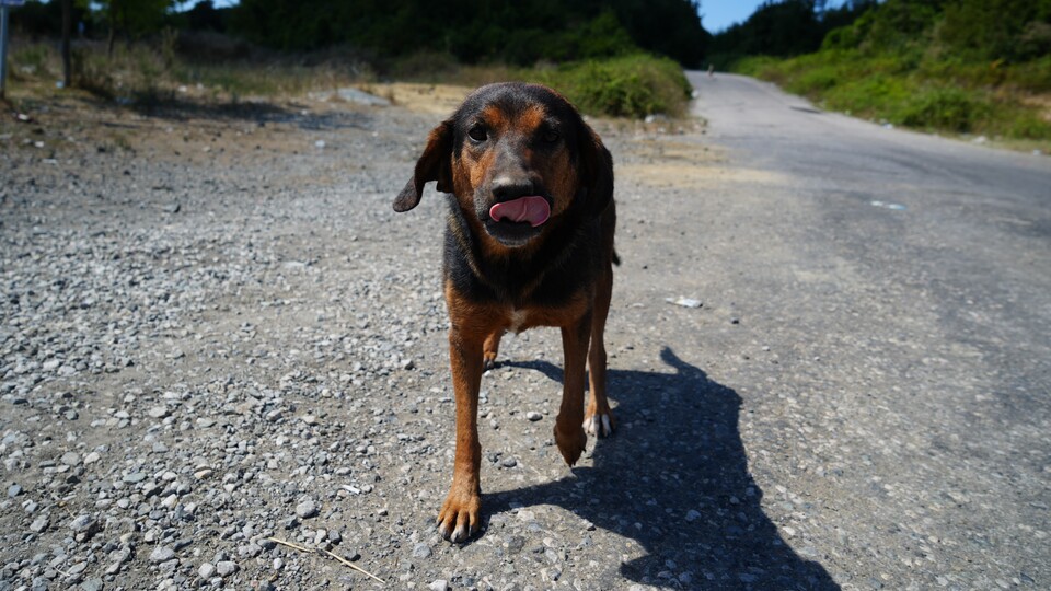 Sokak köpeklerini beslemek yasaklandı