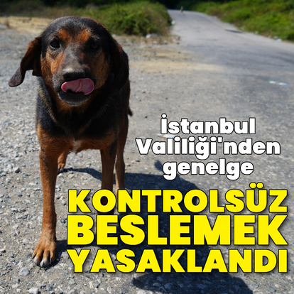 Sokak köpeklerini beslemek yasaklandı