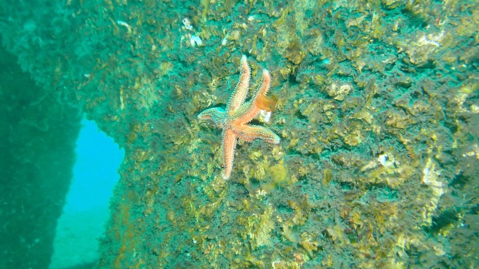 Marmara Adaları'ndaki yapay resiflerde tür sayısı arttı