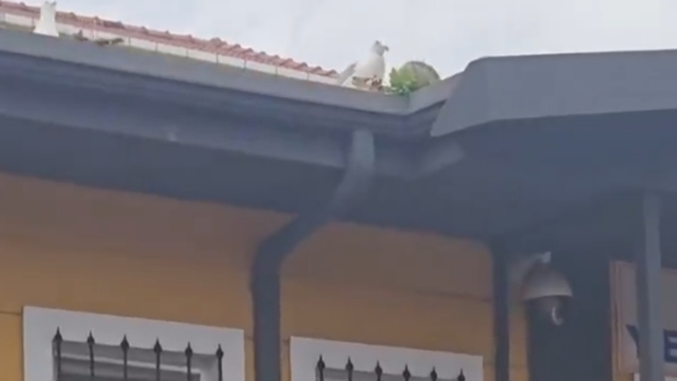 Martıdan öğrencilere asist