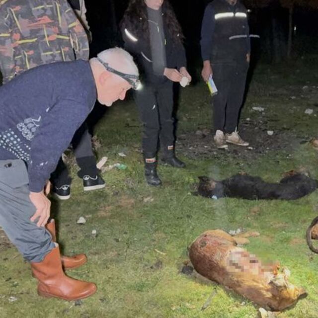 9 köpek vurularak öldürüldü