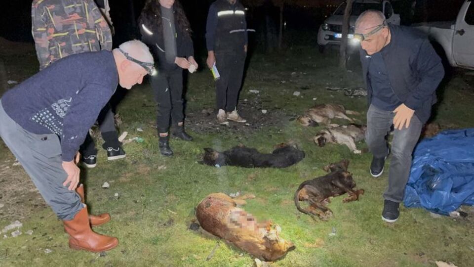 9 köpek vurularak öldürüldü