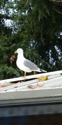 Martı "top kurtarıcısı" oldu