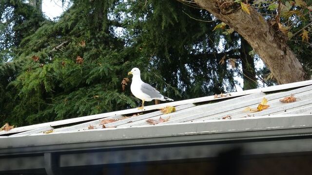 Martı "top kurtarıcısı" oldu