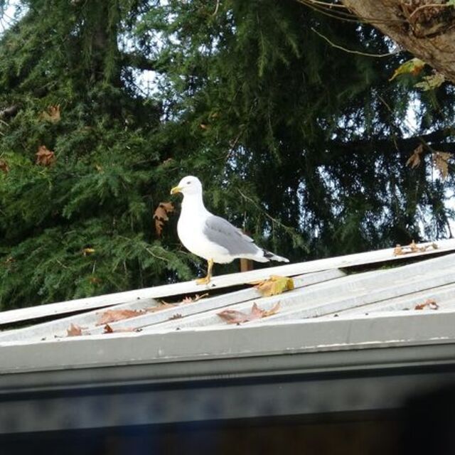 Martı "top kurtarıcısı" oldu