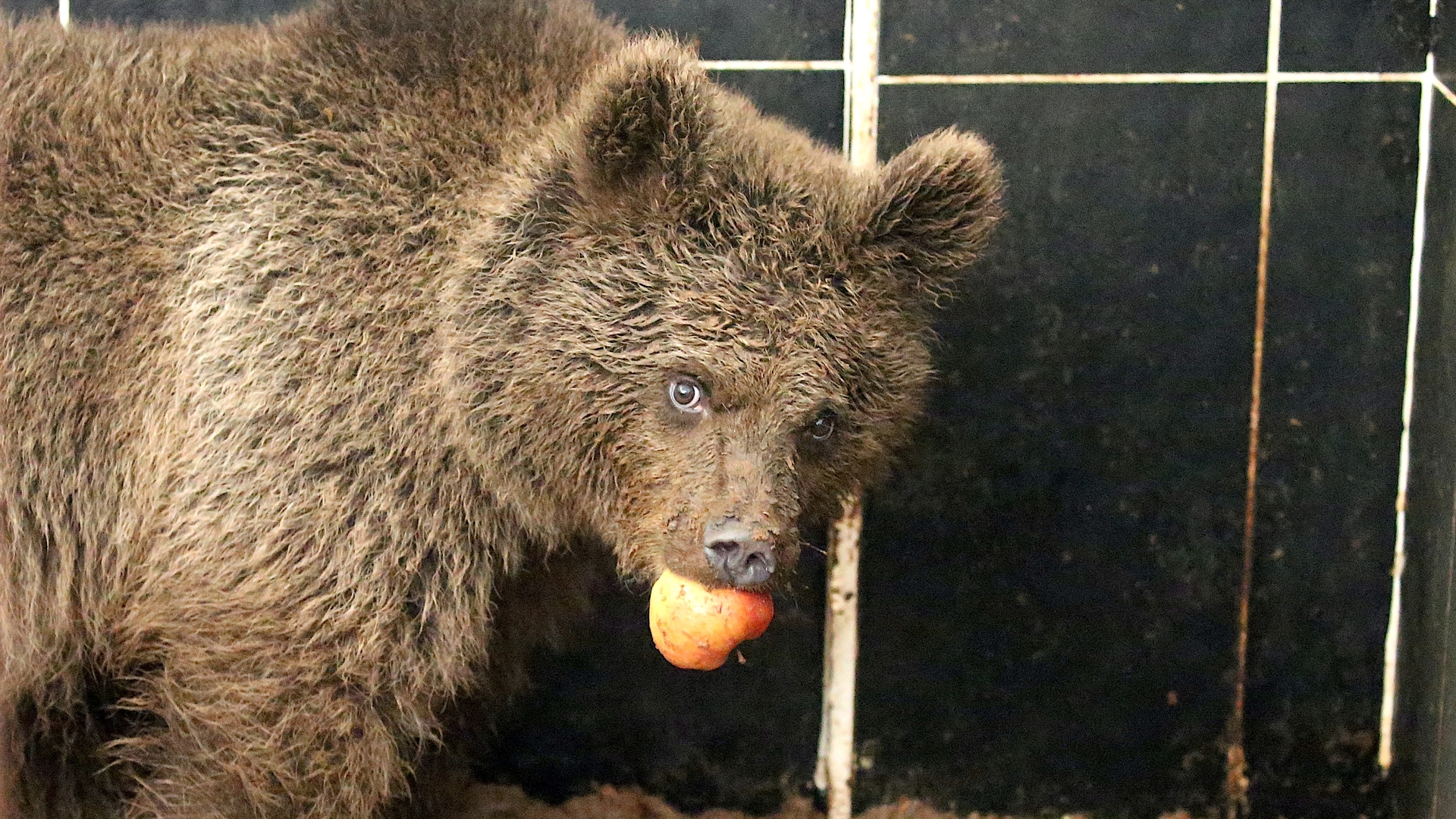 Kars'ta yol kenarında otururken bulunan yavru ayıy…