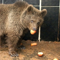 Otururken bulunan yavru ayıya özel program
