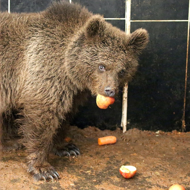 Otururken bulunan yavru ayıya özel program