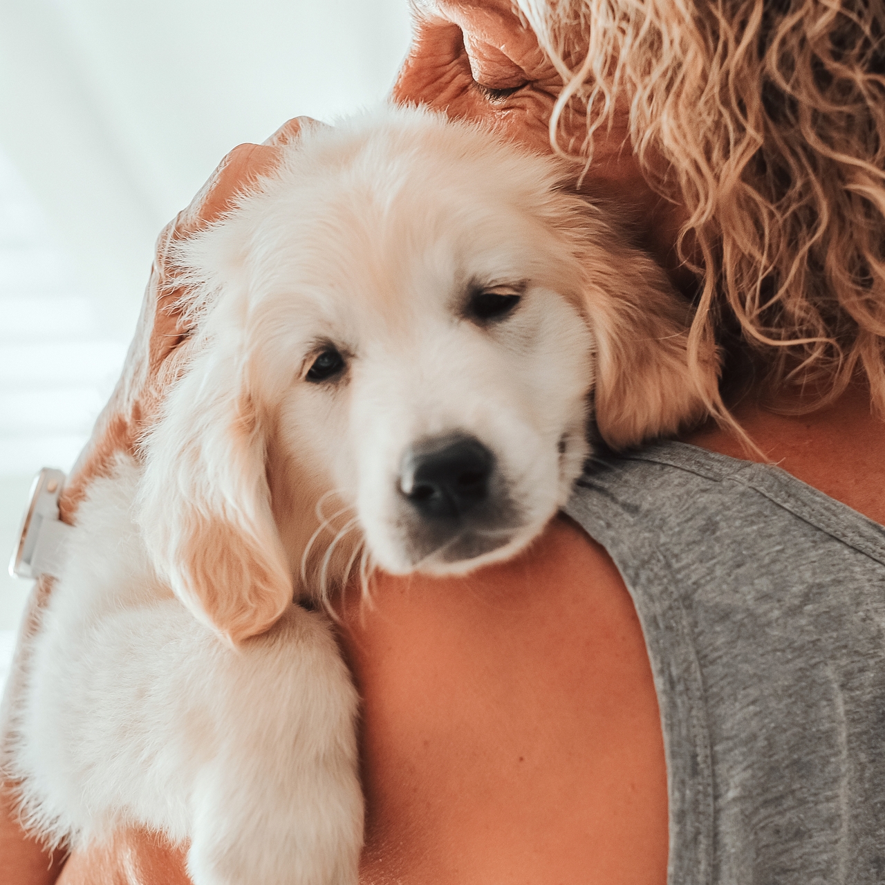 Golden retriever cinsi köpekler ve insanların bazı duyguları aynı genetik kökene sahip