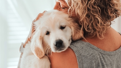 Golden retriever cinsi köpekler ve insanların bazı duyguları aynı genetik kökene sahip