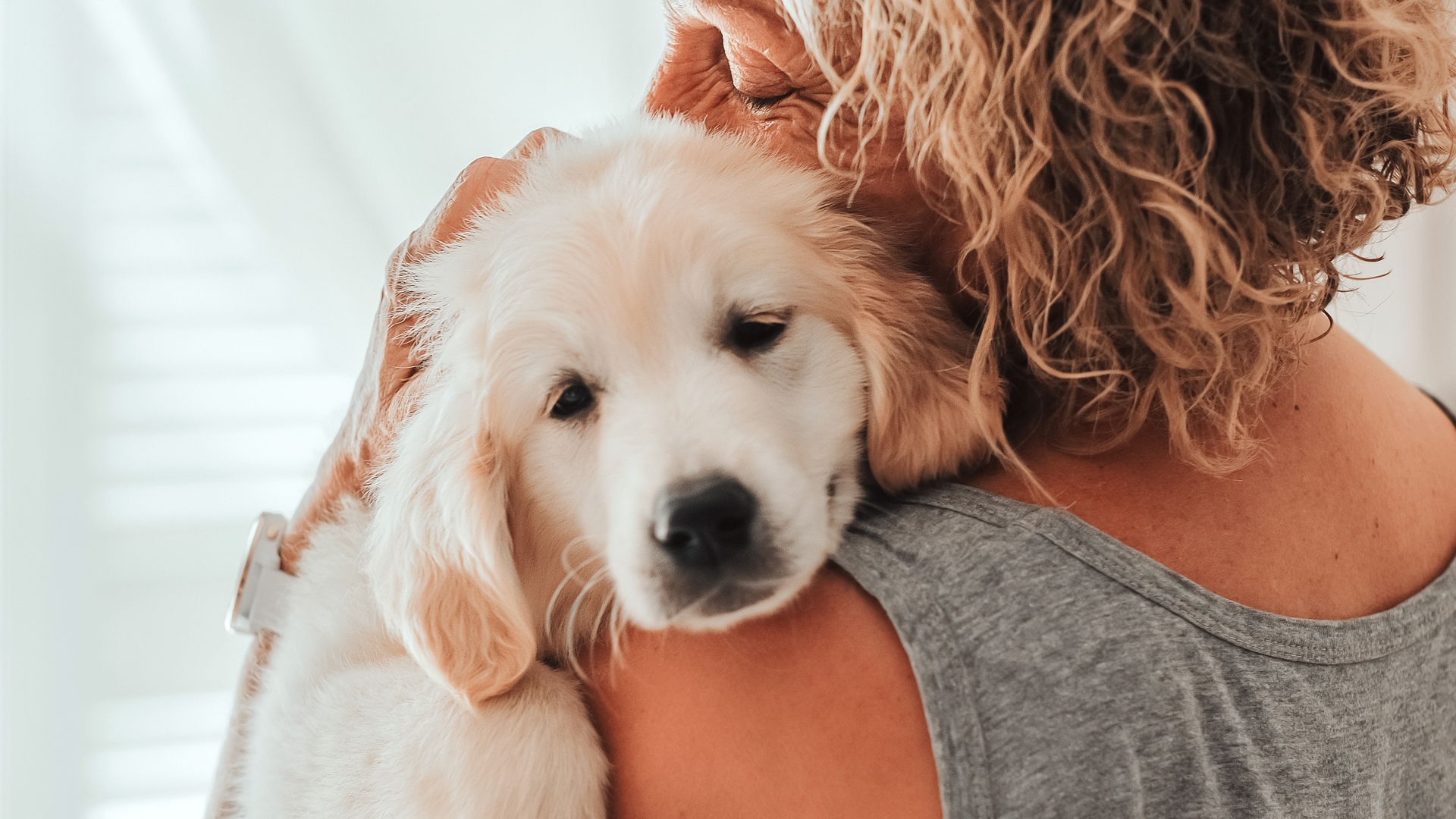 Golden Retriever ve İnsanların Duygusal Genleri Aynı Çıktı