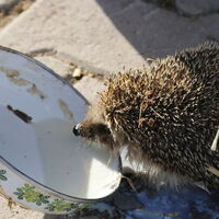 Her sabah ahırına gelen kirpiyi sütle besliyor