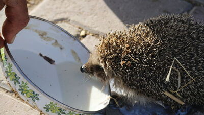 Her sabah ahırına gelen kirpiyi sütle besliyor