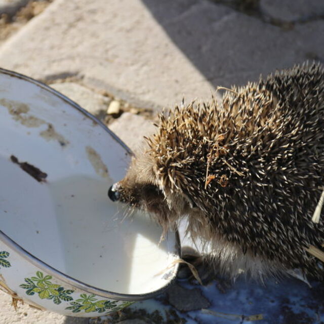 Her sabah ahırına gelen kirpiyi sütle besliyor