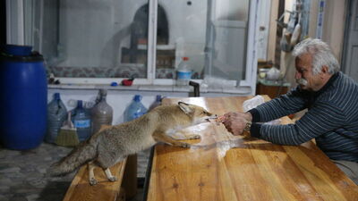 'Merdo' adını verdiği tilki ve ailesini elleriyle besliyor