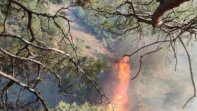 Hatay'da orman yangını