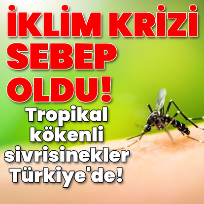 İklim değişikliği sebep oldu! Tropikal kökenli sivrisinekler Türkiye'de!
