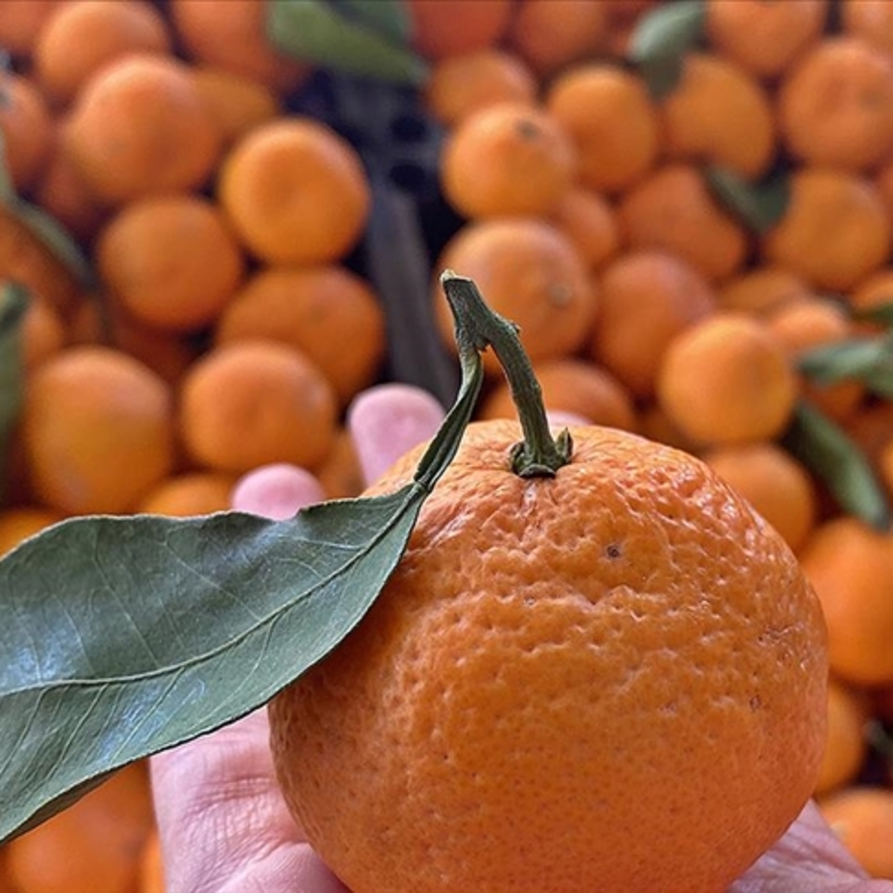 Mandalinada fiyat farkı yüzde 392 oldu