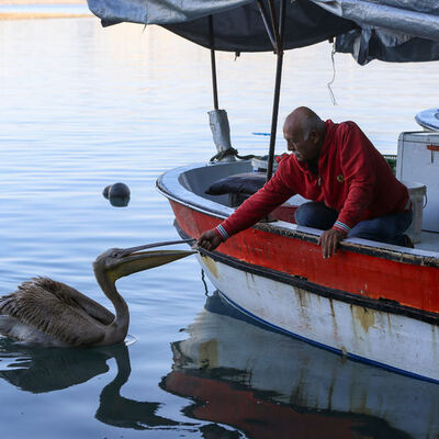 1.5 kilo balık yiyor! Barınağın müdavimi: Suzi