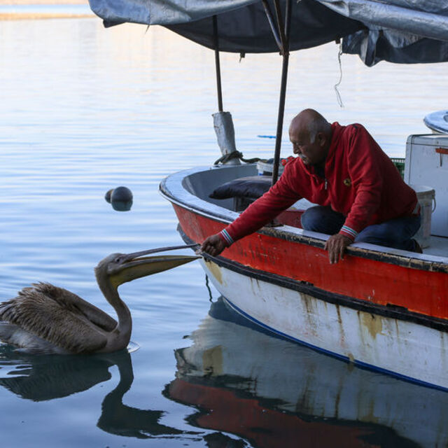 1.5 kilo balık yiyor! Barınağın müdavimi: Suzi