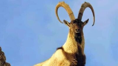 Yaban keçisi vuranlara otomobil parası gibi ceza