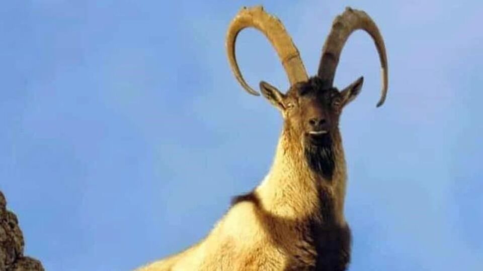 Yaban keçisi vuranlara otomobil parası gibi ceza