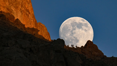 Dağın zirvesindeki yaban keçileri dolunayla birleşti