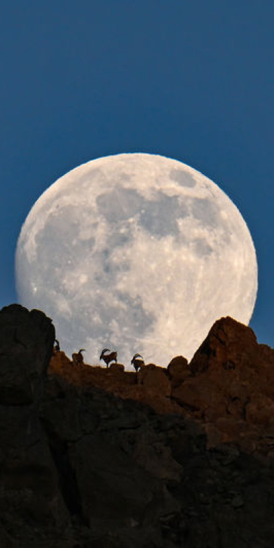 Dağın zirvesindeki yaban keçileri dolunayla birleşti